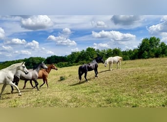 🍃 Espacios disponibles en paddock – Una crianza de caballos adecuada a su naturaleza con corazón 🍃