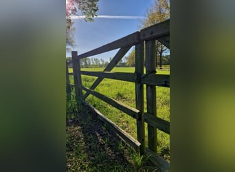 Hermoso lugar para un caballo de retiro o de ocio