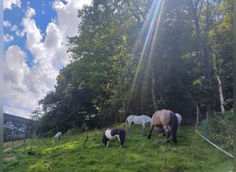 Offenstall Platz in gemischter Herde