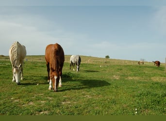  Pension chevaux – Bien-être et nature à la frontière de l’Aude et de l’Ariège 