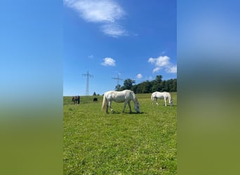 Platz für Pferd in Offenstall / Weidehaltung (selten!)