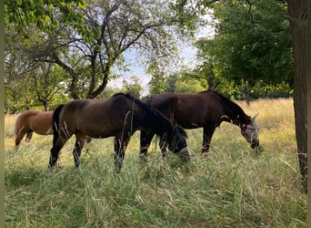 Sommerweide / Sommerkoppel