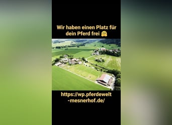Außenbox mit Paddock für Pony/Kleinpferd