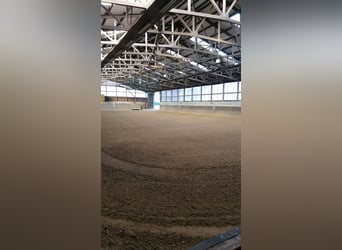 Box de paddock