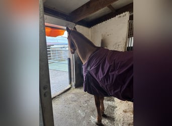 Box de paddock disponible en Viernheim: alojamiento adecuado para una vida en libertad, con la mejor