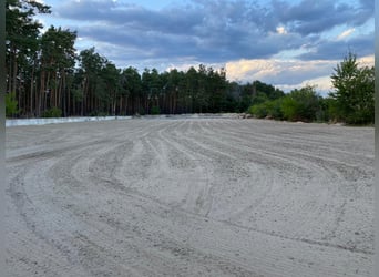Box de pensión para caballos, box para caballos, pensión ecuestre, pista cubierta de doma