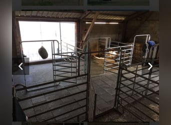 Boxen en paddock disponibles