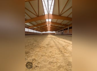 Boxes de paddock con pensión completa disponibles en una finca tranquila