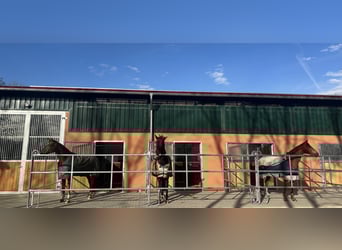 Boxes de paddock disponibles