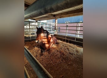Cuatro boxes de paddock disponibles cerca de Göttingen/Hann. Münden/Witzenhausen