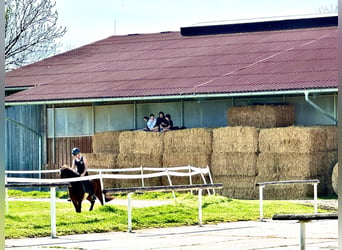 Einstellplätze am Islandpferdehof Reitzentrum Gut Sachsengang bei Wien