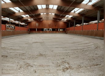 Establo de paddock moderno, luminoso y ventilado, en un complejo de establos de ensueño