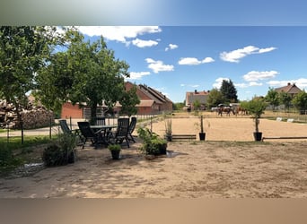 harmonischer Freizeitstall hat Plätze frei