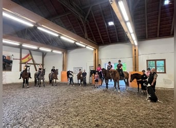 harmonischer Freizeitstall hat Plätze frei