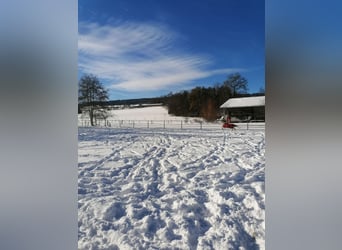 Neu gebaute Auslaufboxen zu vermieten