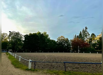 Paddock-Box zu vermieten