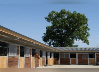 Paddockboxen und Aussenboxen  frei in Ahrensburg