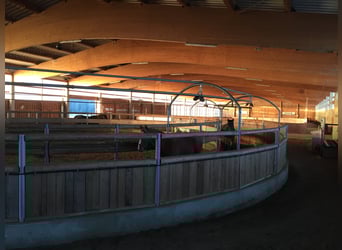 Pferdepension Halb/Vollpension Boxen - Trainer am Hof
