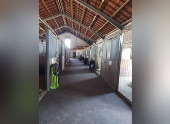 Pferdepension Halb/Vollpension Boxen - Trainer am Hof