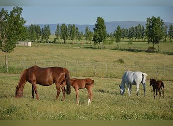 Pupilaje en plena naturaleza: boxes, paddock y prados
