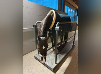 Rehabilitation equina | Rehabilitación para caballos, zona de terapia, área de recuperación, tratami