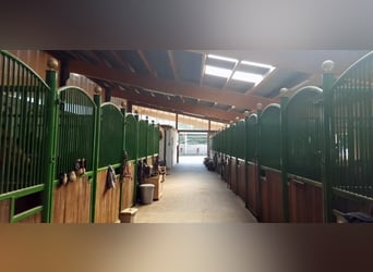 Se alquilan amplios boxes interiores y paddocks.
