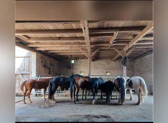 Espacios de rehabilitación para Huster en Thüngbach, 96132, bajo supervisión veterinaria
