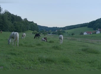 Un hogar para caballos mayores
