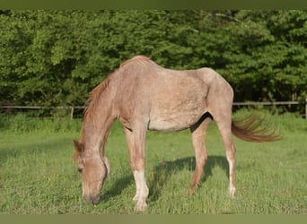 Un hogar para caballos mayores