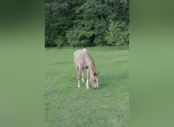 Un hogar para caballos mayores