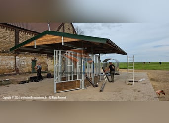 Futterraufen & Heuraufe für Pferde - stabile Pferderaufen und Fressgitter | ACTIVE Pferde