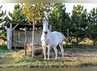 Guesthouse with a horse stable for sale in the city of waters, Tata (Hungary)