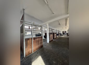 16 Pferdeboxen in sehr gutem Zustand