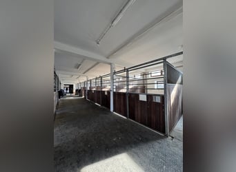 16 Pferdeboxen in sehr gutem Zustand