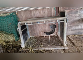 Untersuchungs/Behandlungsständer für Warmblutpferde