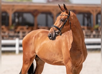 Fotografía de caballos