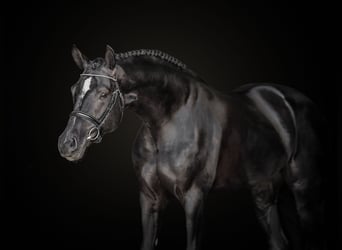 Fotografía de caballos