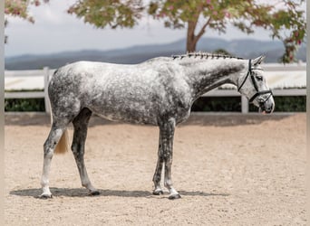 Fotografía de caballos