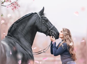 Fotografía de caballos