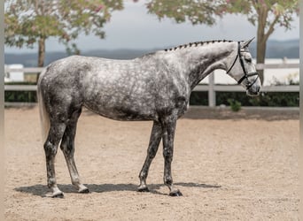 Fotografía de caballos