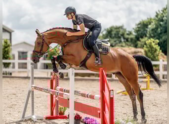 Fotografía de caballos