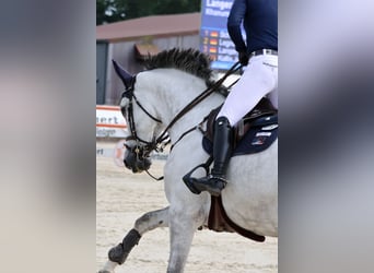 Pferdetransport Transport