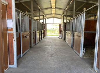 Aprende a montar a caballo al más alto nivel, en el lugar donde otros disfrutan de sus vacaciones.