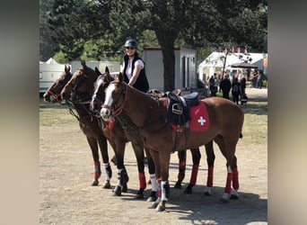 cross-country courses for beginner in Bavaria