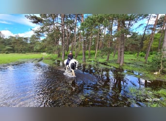 ¡Hotel para caballos en la Veluwe!