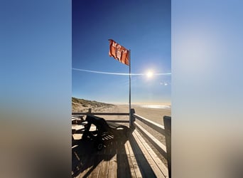 Un consejo secreto para tus vacaciones soñadas con tu propio caballo en los Países Bajos