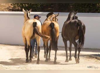 Vacaciones ecuestres exclusivas de primer nivel en Lusitano Masterhorses