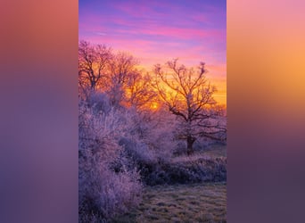 Escapada en familia en el corazón de una cuadra: naturaleza, caballos y bienestar