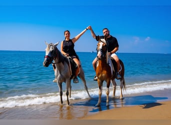 Paseo a caballo por la playa en Antalya