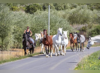 Reiterferien in Südfrankreich